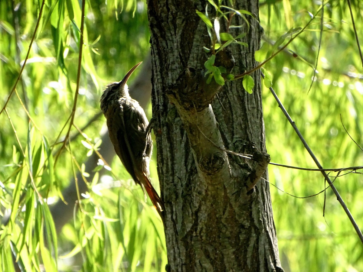 Narrow-billed Woodcreeper - ML628775564