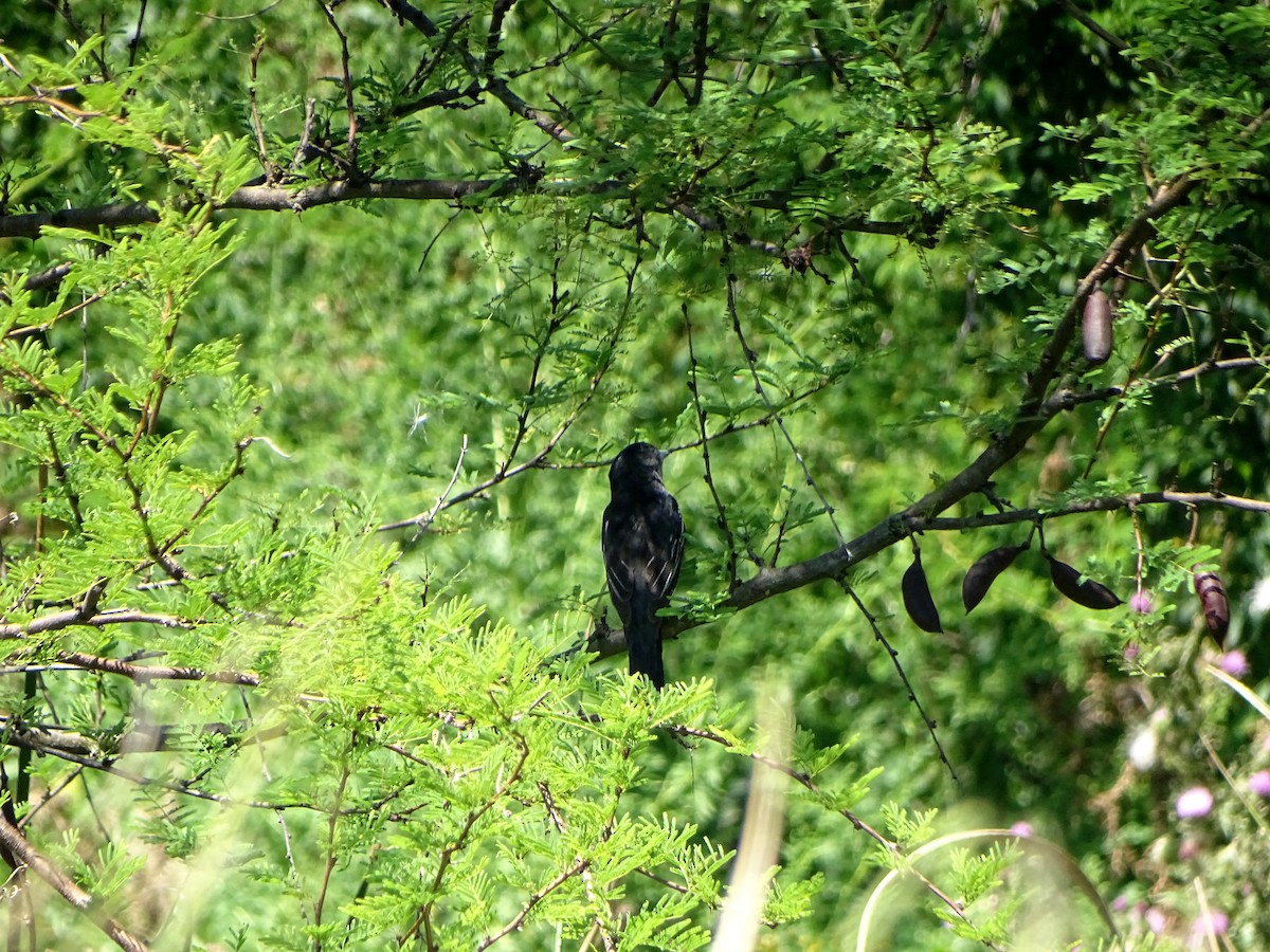 White-winged Becard - ML628775569