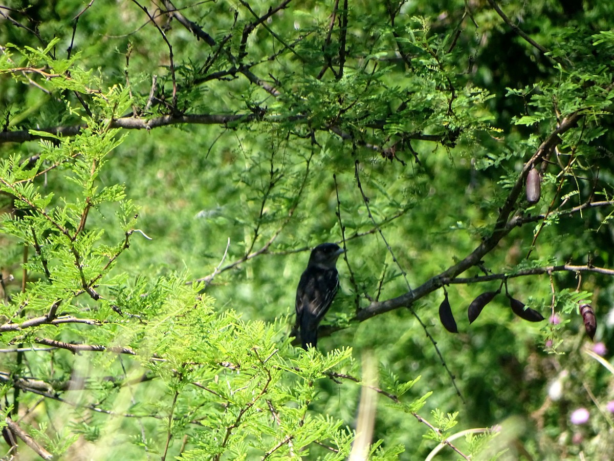 White-winged Becard - ML628775570