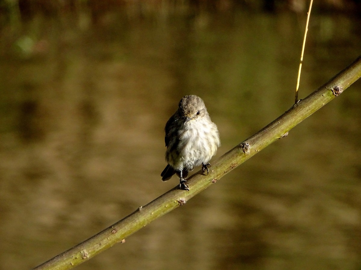 Vermilion Flycatcher - ML628775574