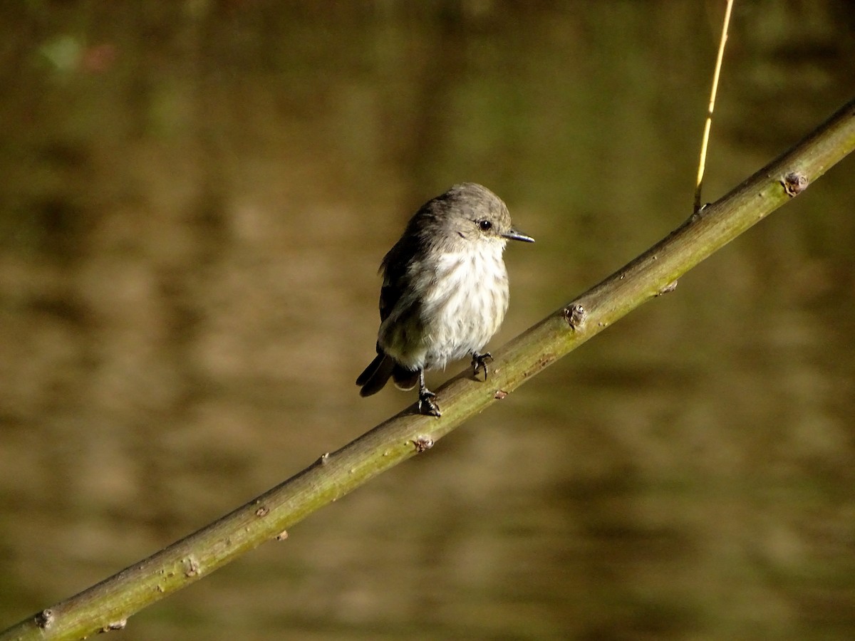 Vermilion Flycatcher - ML628775575