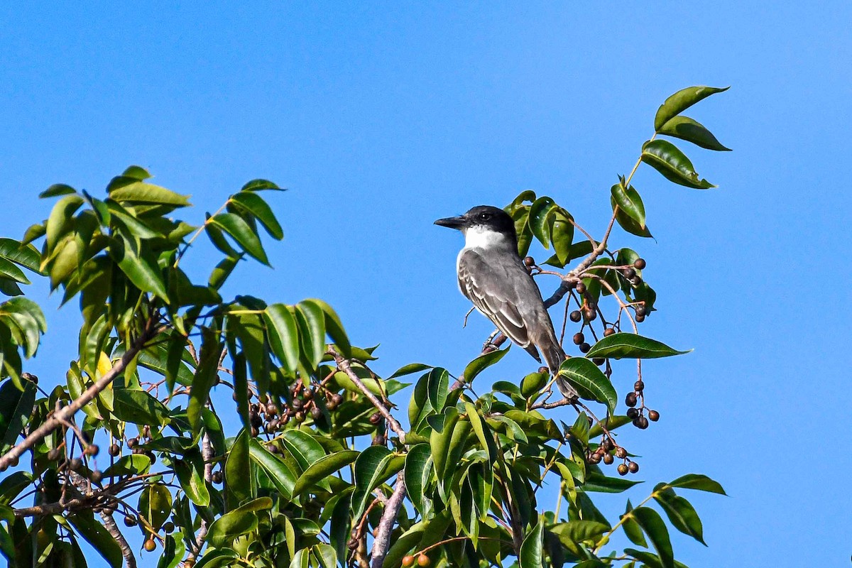 Giant Kingbird - ML628775581