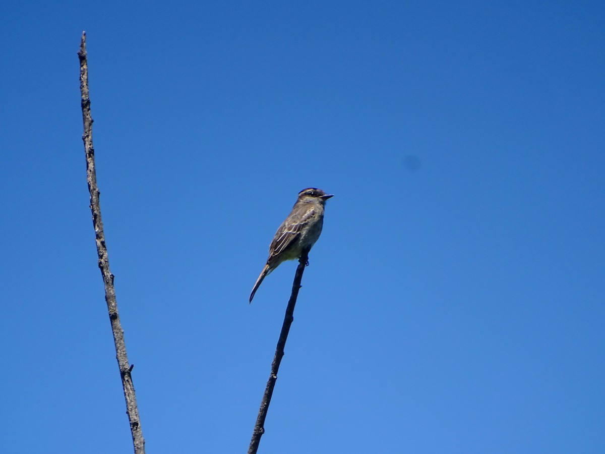 Crowned Slaty Flycatcher - ML628775586