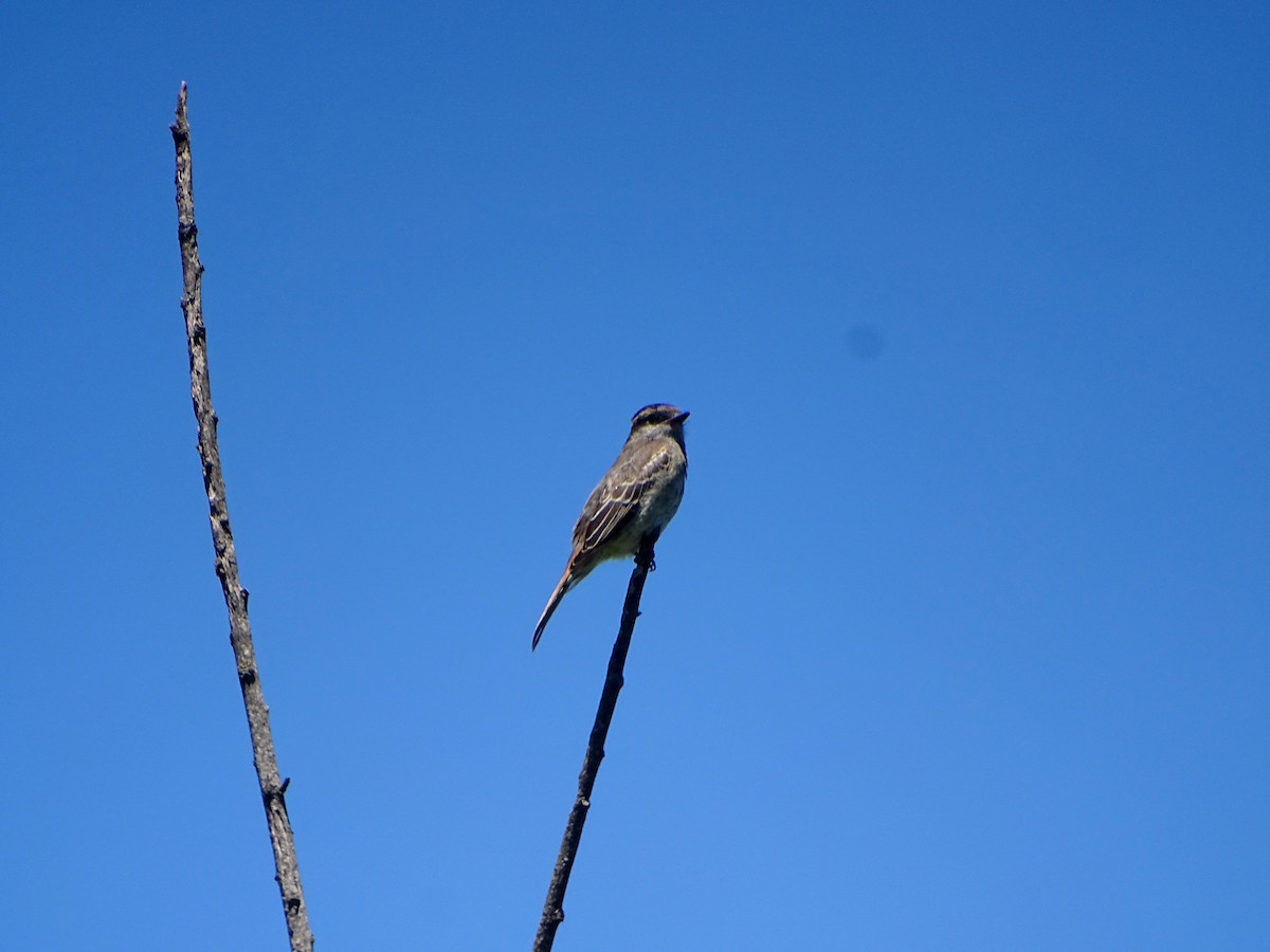 Crowned Slaty Flycatcher - ML628775587