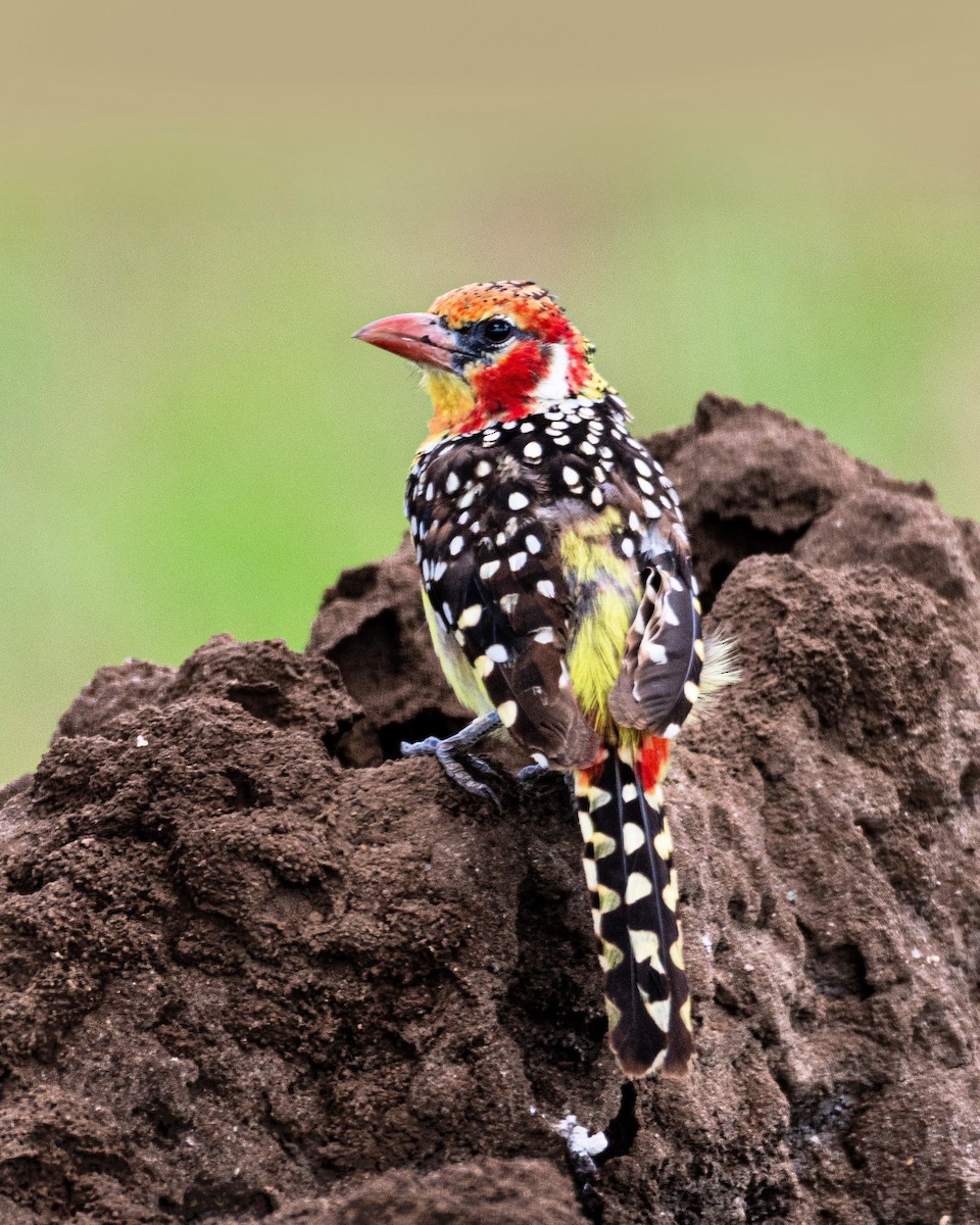 Red-and-yellow Barbet - ML628775665