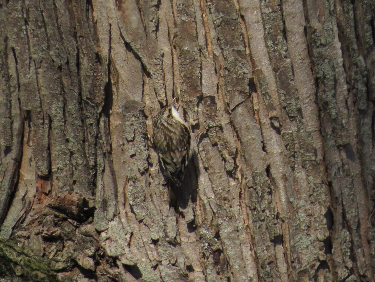 Brown Creeper - ML628775702