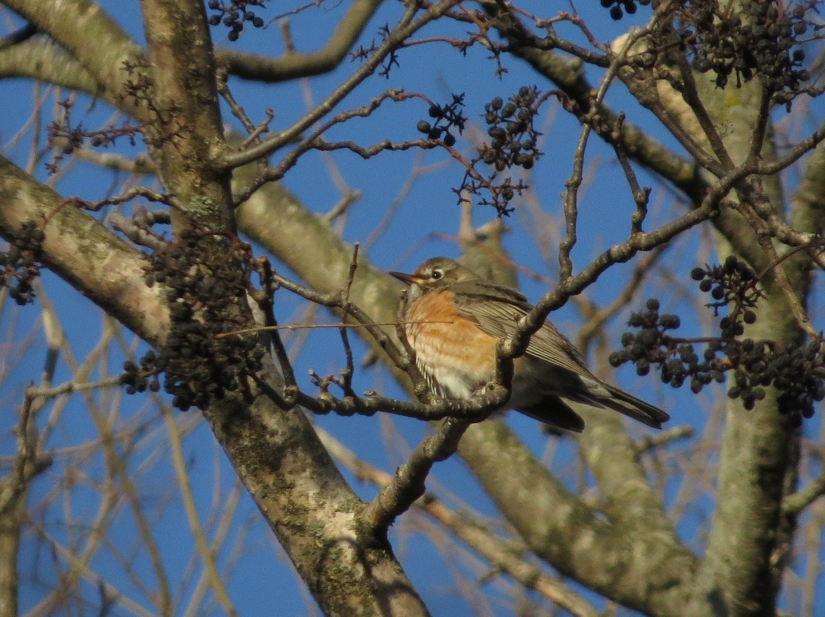 American Robin - ML628775719