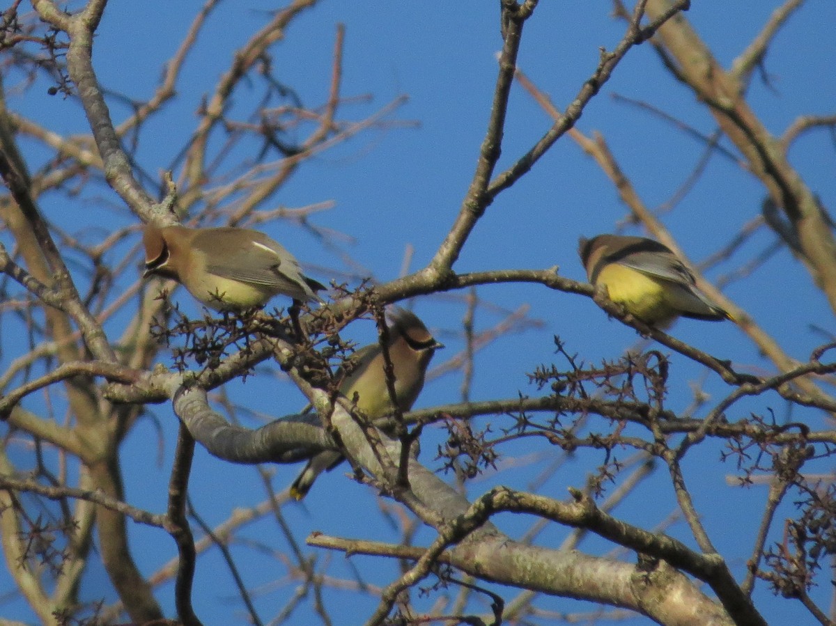 Cedar Waxwing - ML628775727