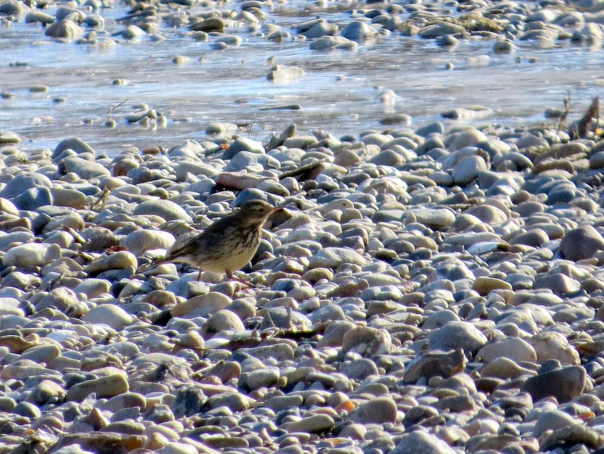 American Pipit - ML628775743