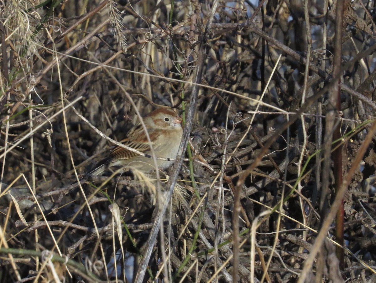 Field Sparrow - ML628775749