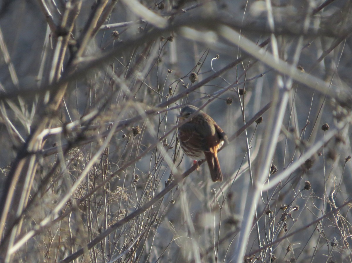 Fox Sparrow - ML628775753