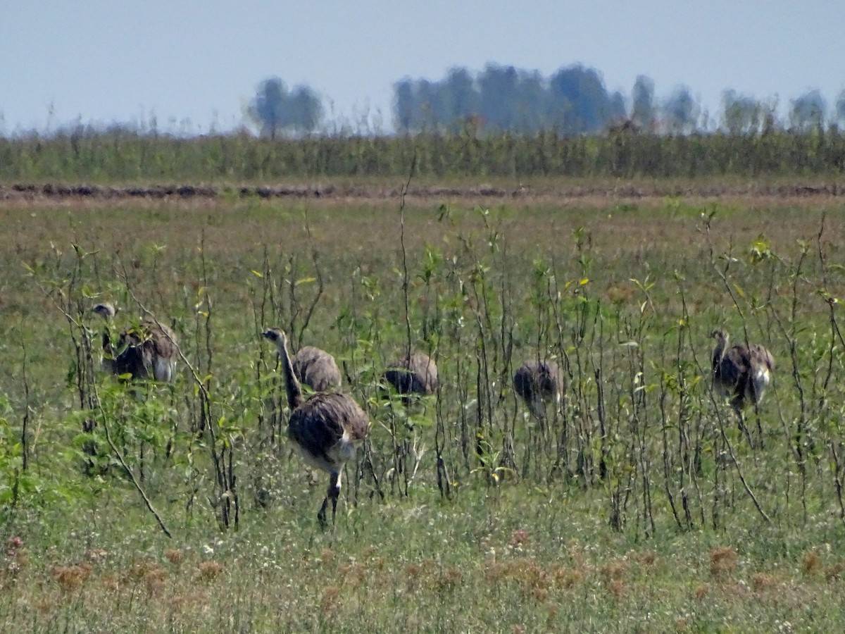 nandu pampový - ML628775817