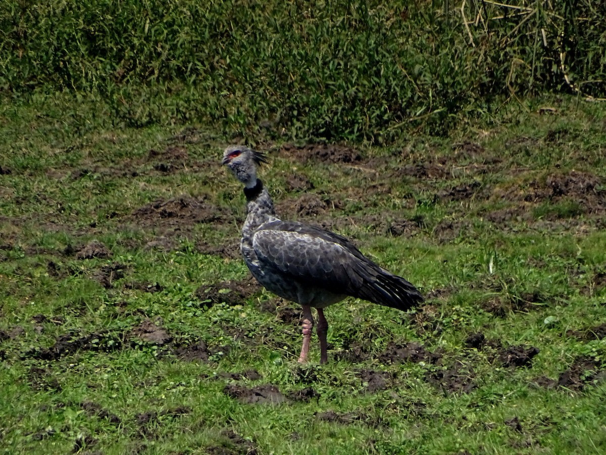 čája obojková - ML628775824