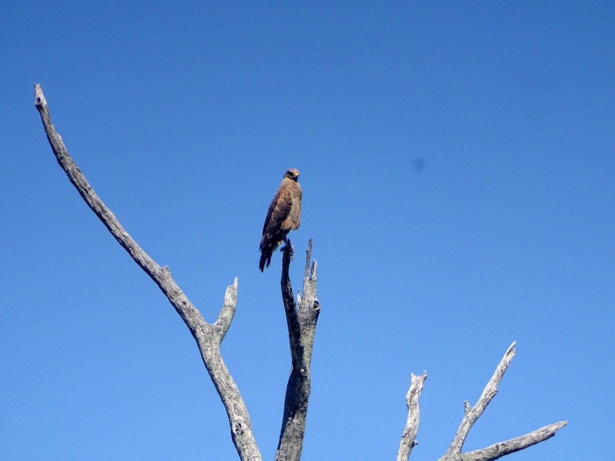 káně savanová - ML628775857