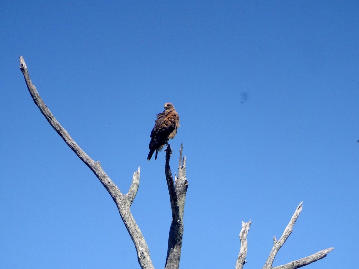 káně savanová - ML628775858