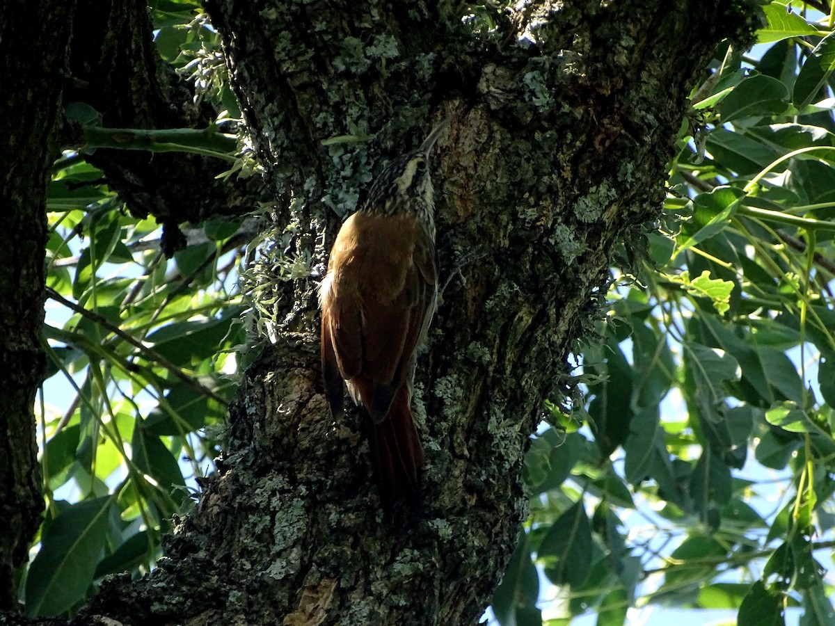 Narrow-billed Woodcreeper - ML628775869