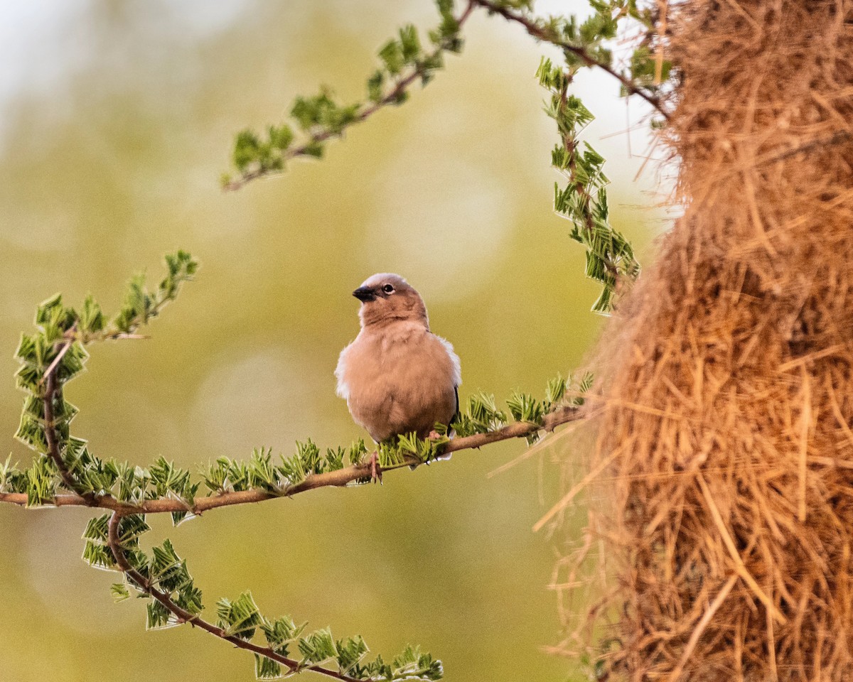 Gray-capped Social-Weaver - ML628775897