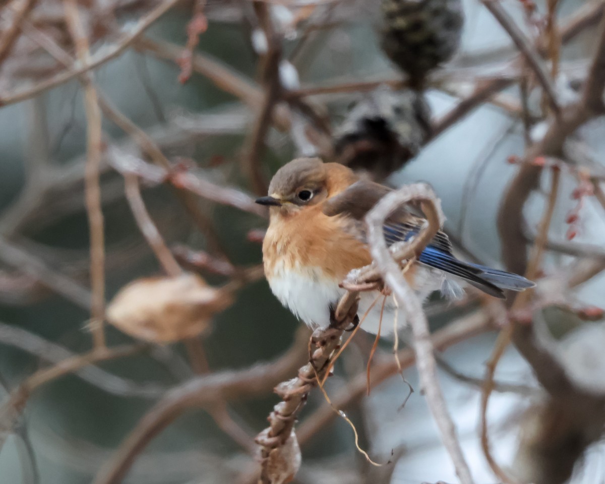 Eastern Bluebird - ML628776002