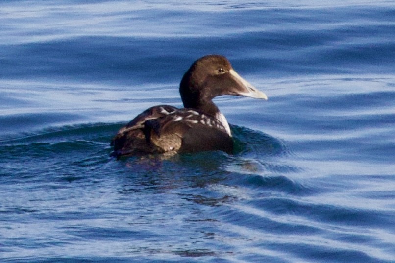Common Eider (Dresser's) - ML628776040