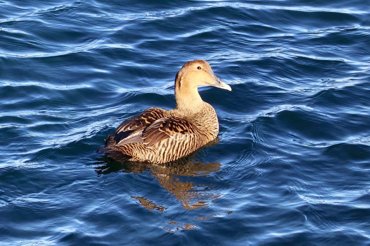 Common Eider (Dresser's) - ML628776041