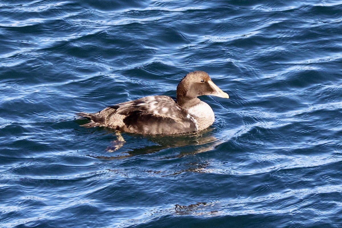 Common Eider (Dresser's) - ML628776042