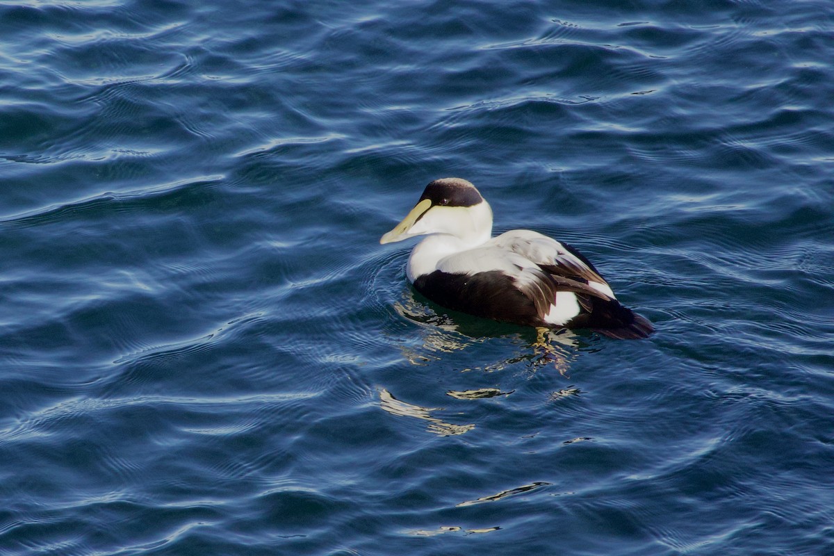 Common Eider (Dresser's) - ML628776043