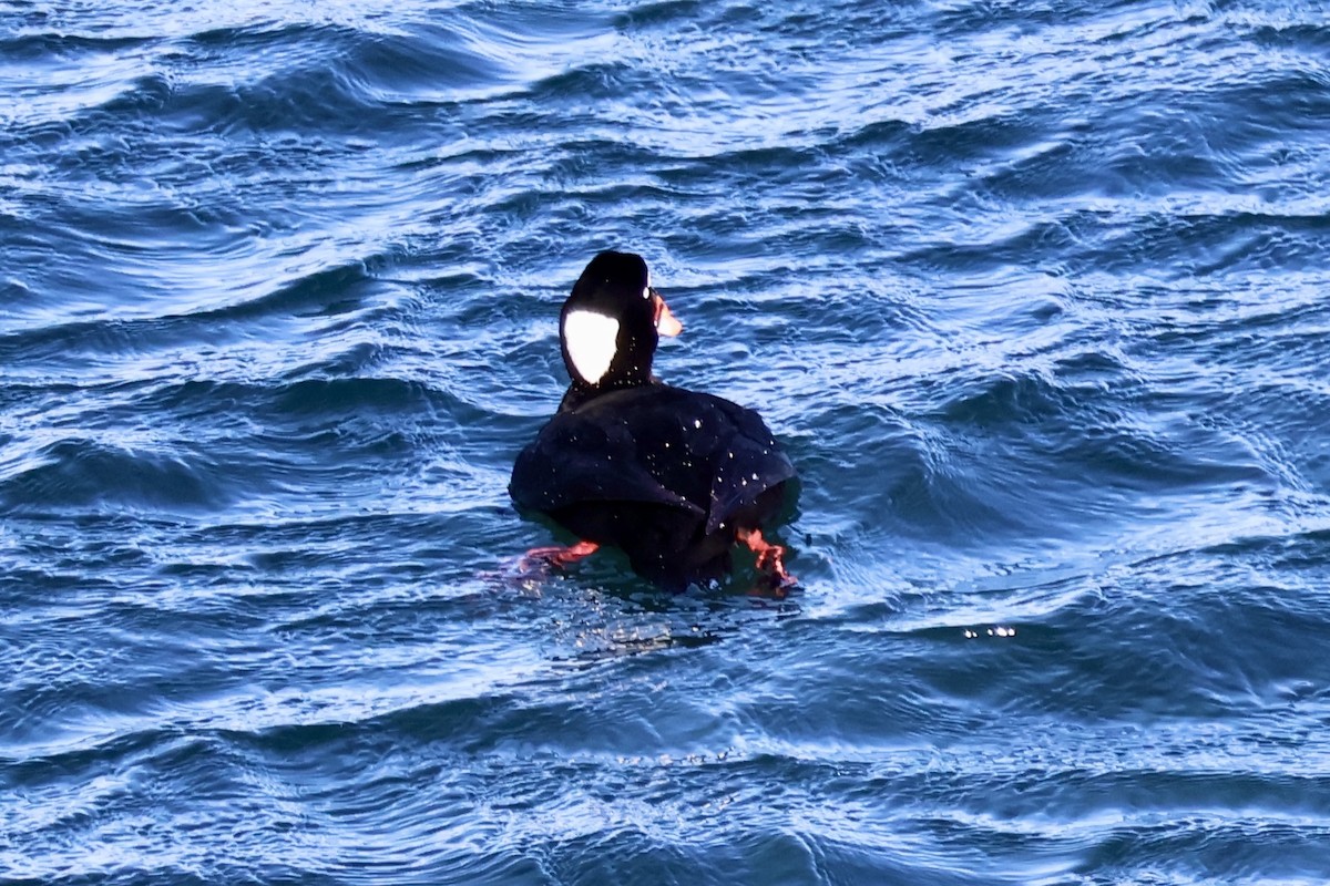 Surf Scoter - ML628776067