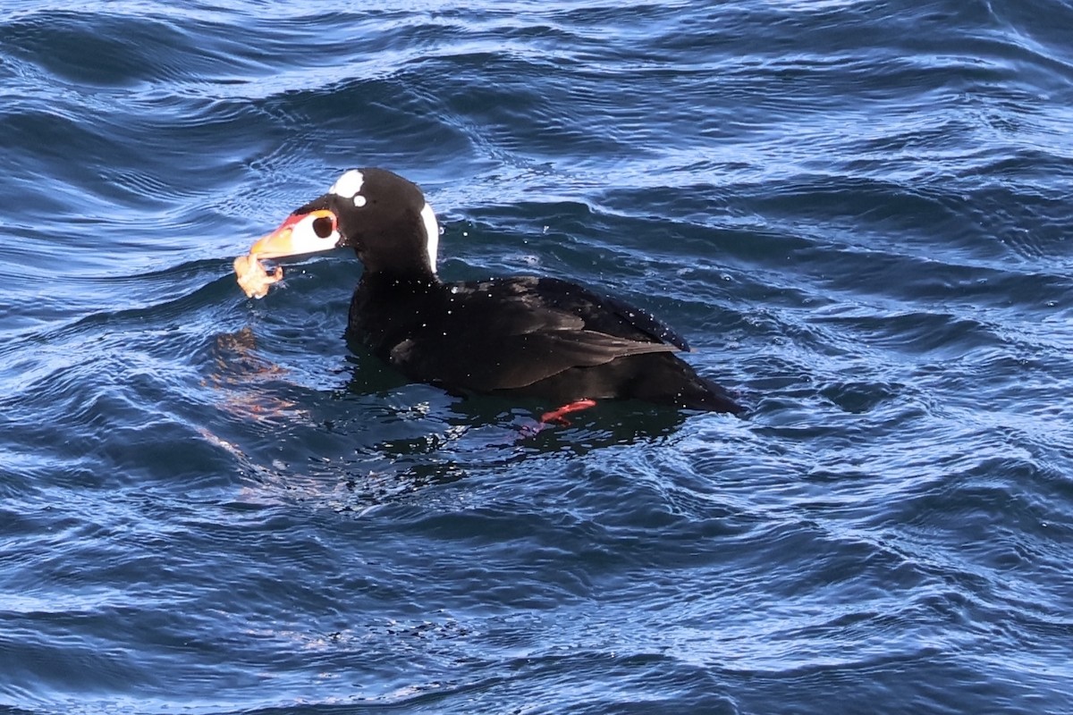 Surf Scoter - ML628776069