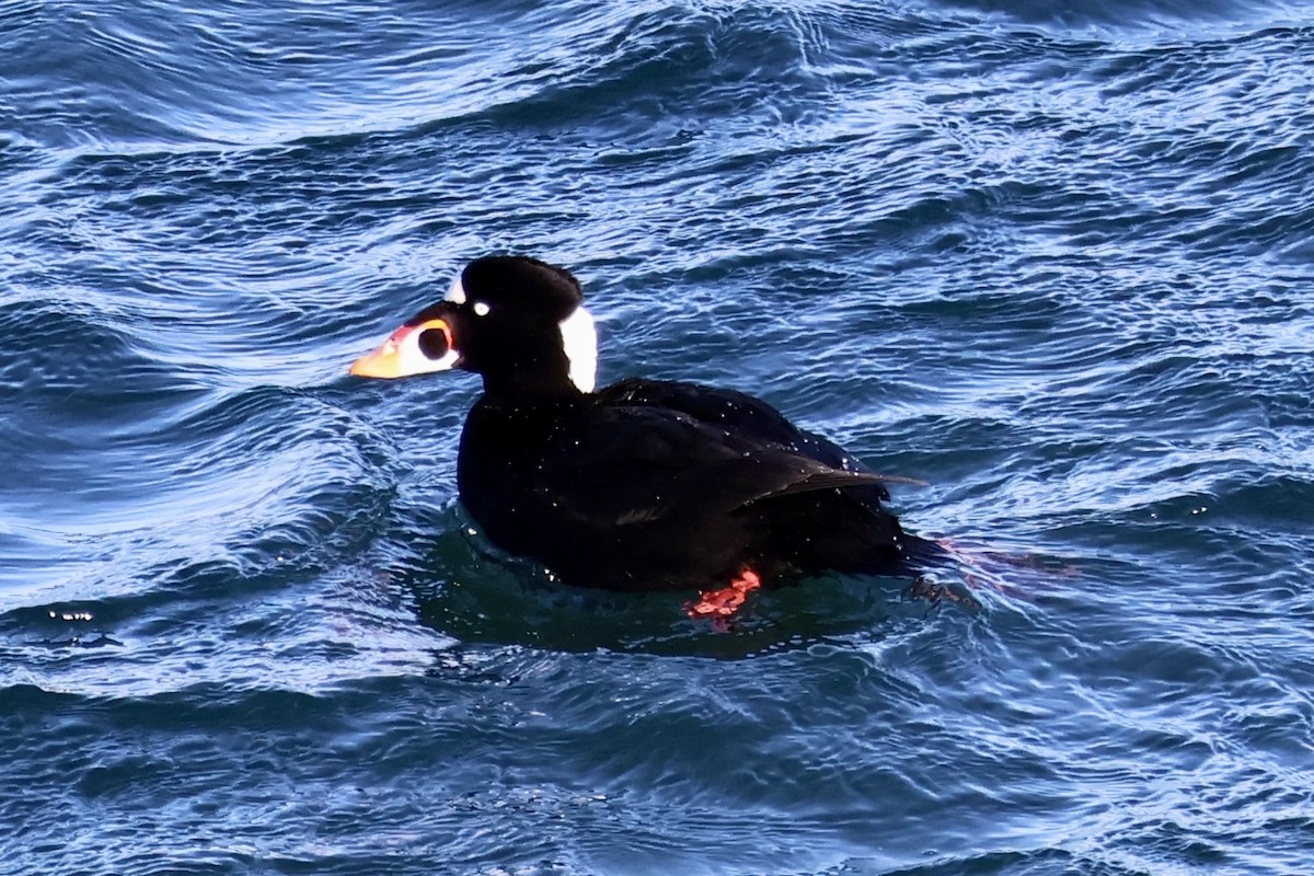 Surf Scoter - ML628776070