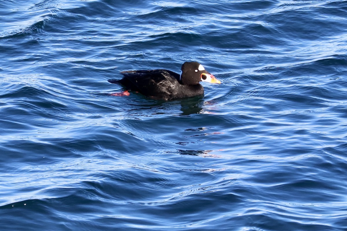 Surf Scoter - ML628776071