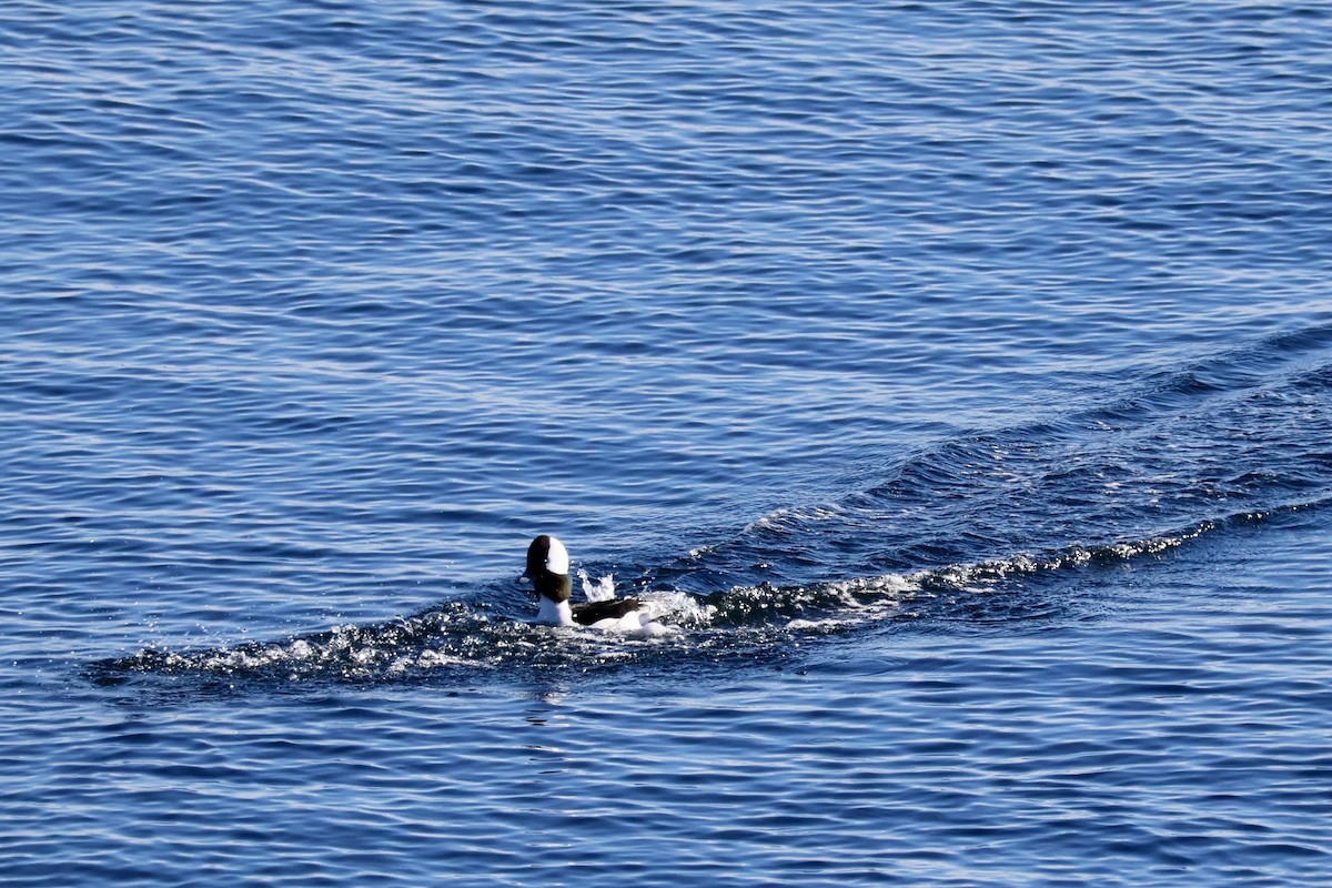 Bufflehead - ML628776087