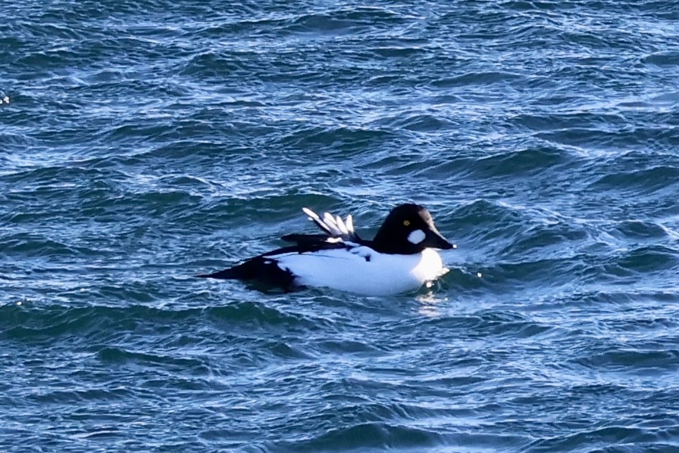 Common Goldeneye - ML628776093