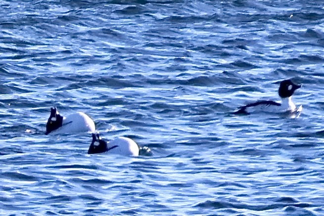Common Goldeneye - ML628776094