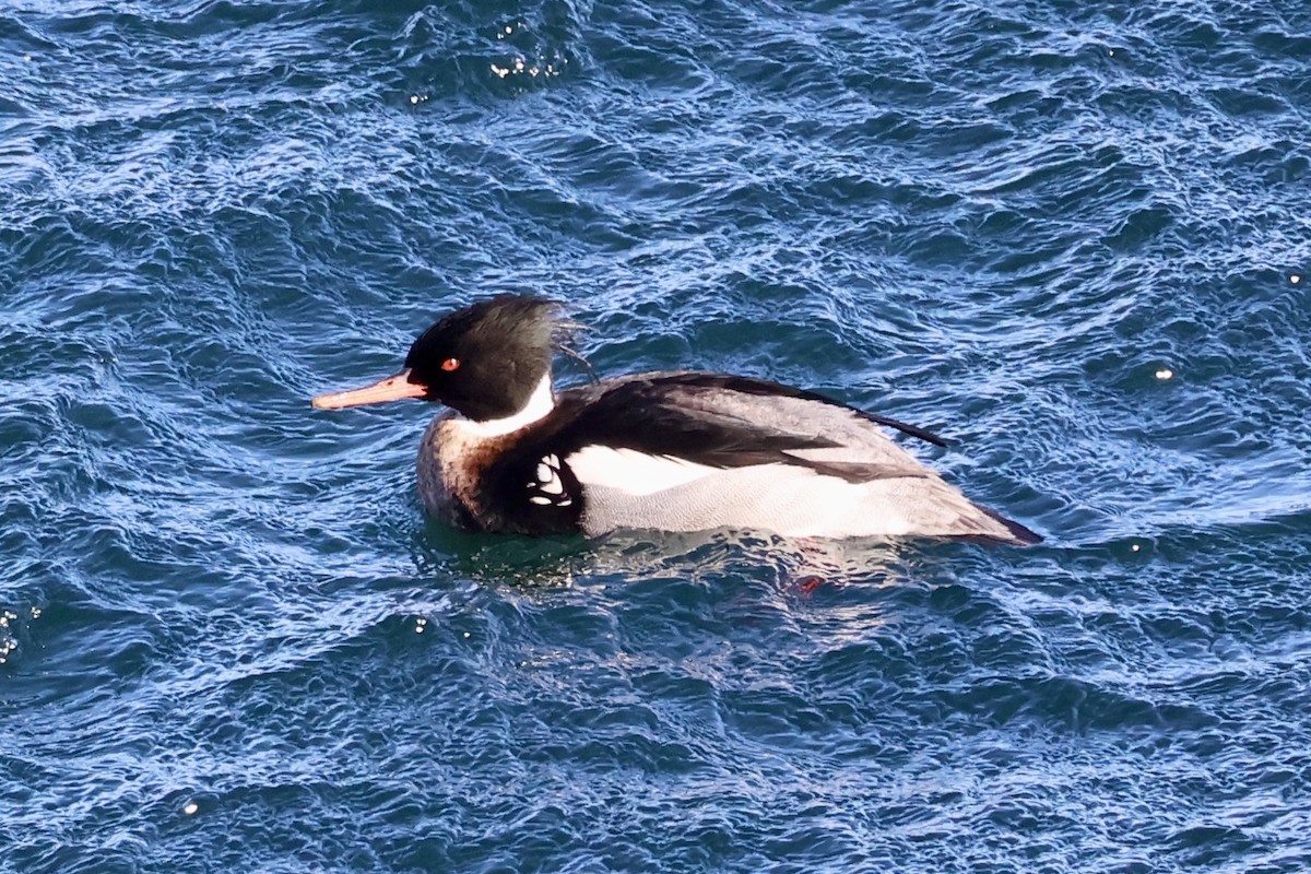Red-breasted Merganser - ML628776101