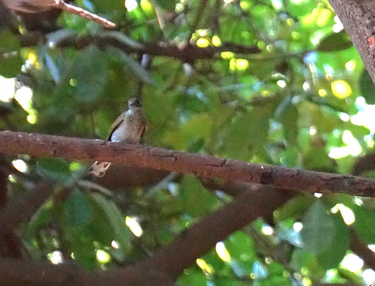 Spotted Honeyguide - ML628776183