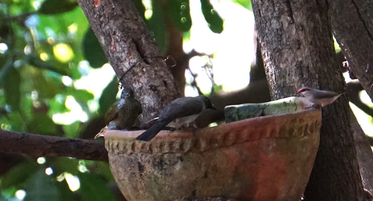 Spotted Honeyguide - ML628776184