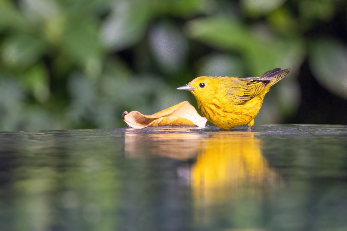 Northern/Mangrove Yellow Warbler - ML628776217