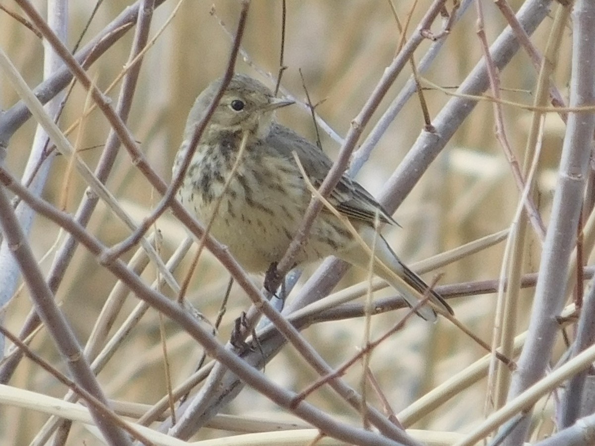 American Pipit - ML628776228