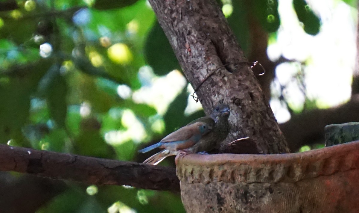 Spotted Honeyguide - ML628776235