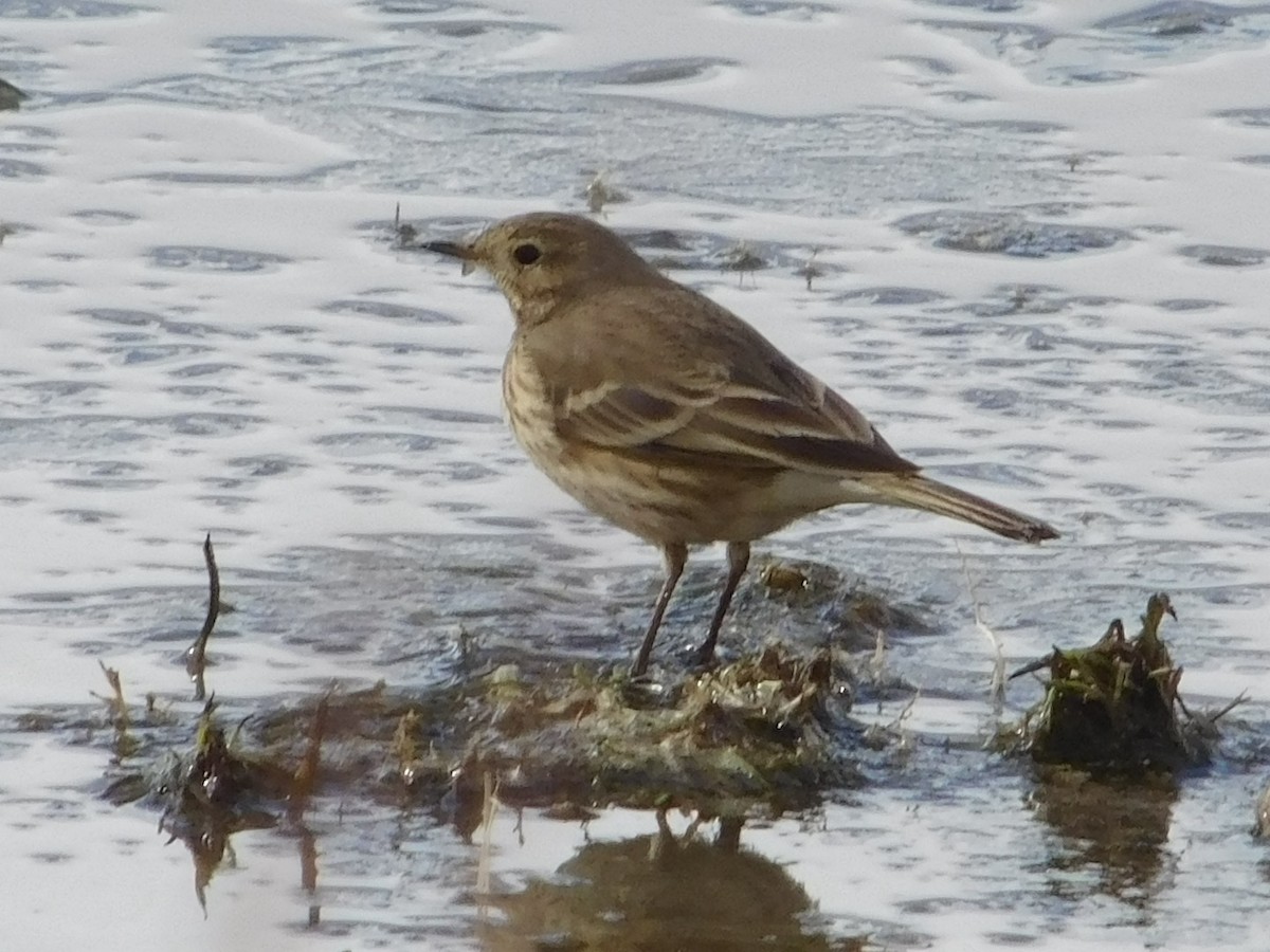 American Pipit - ML628776258