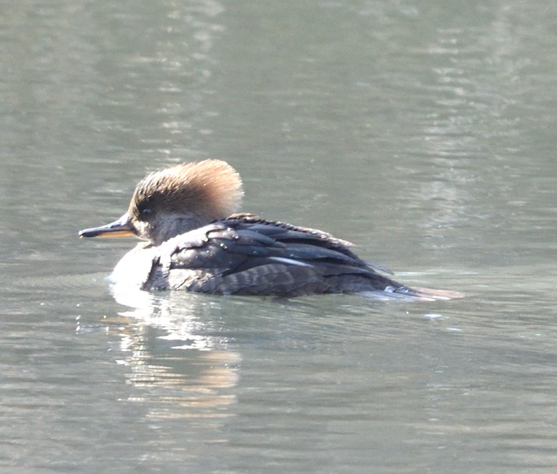 Hooded Merganser - ML628776354