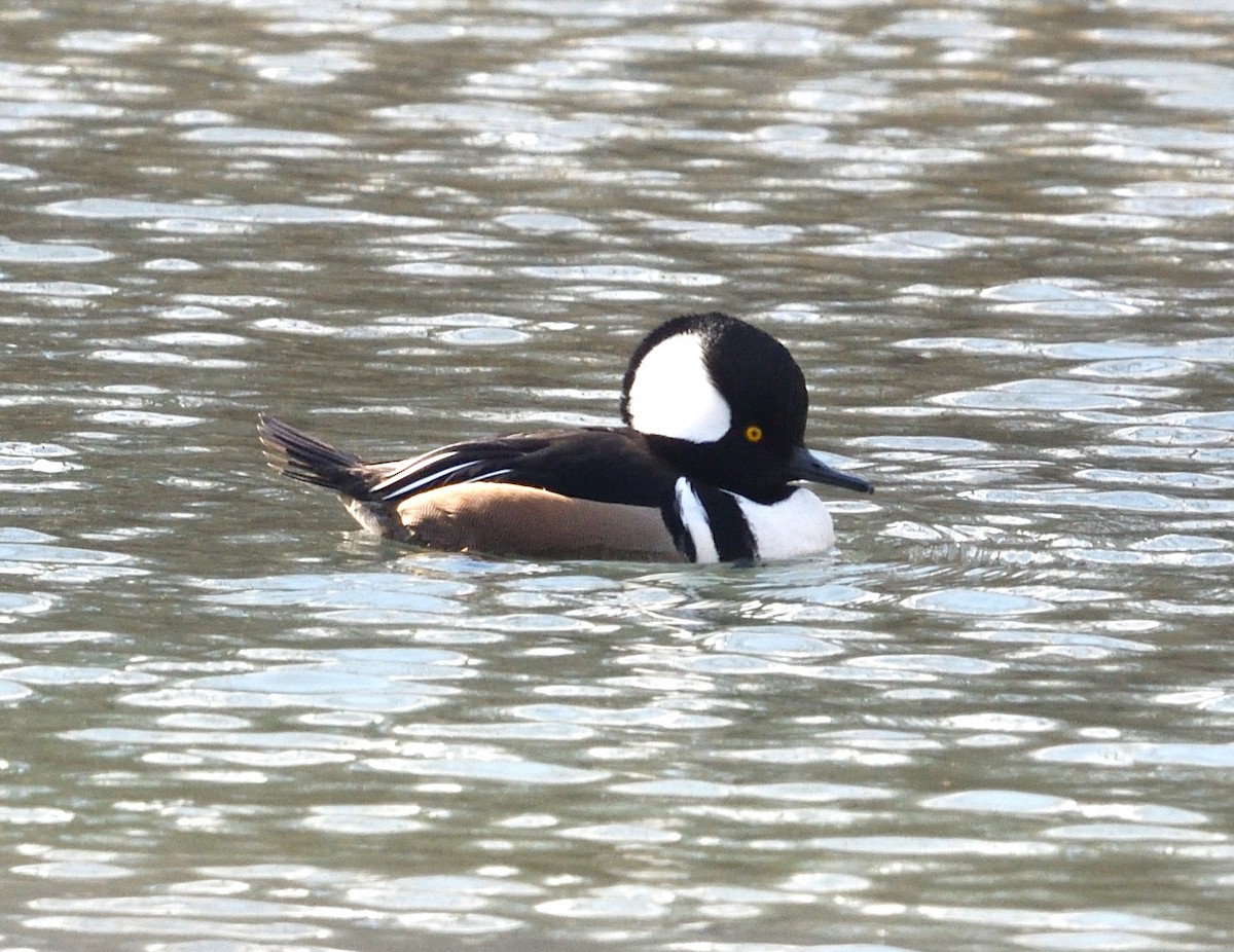 Hooded Merganser - ML628776355