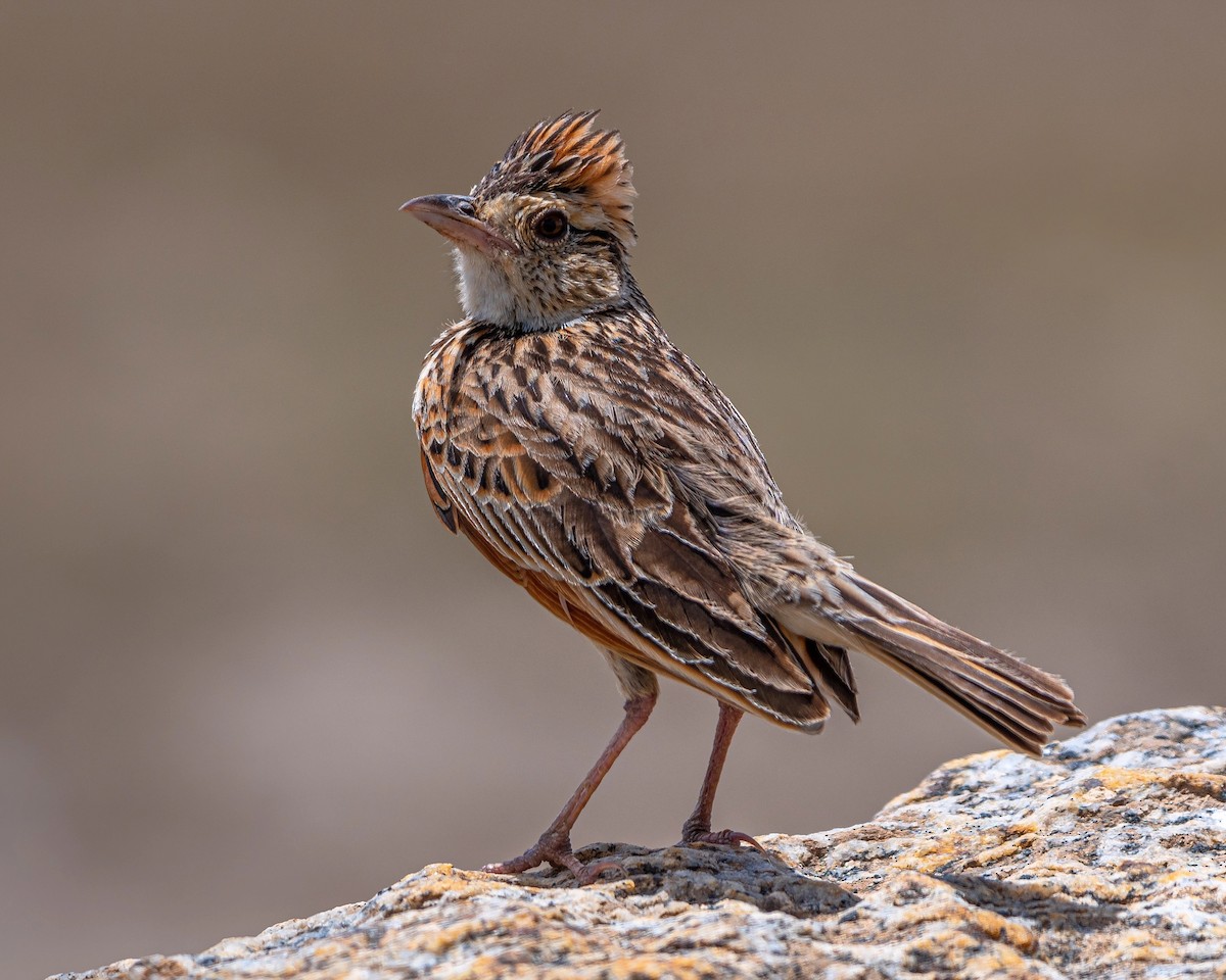 Rufous-naped Lark - ML628776414