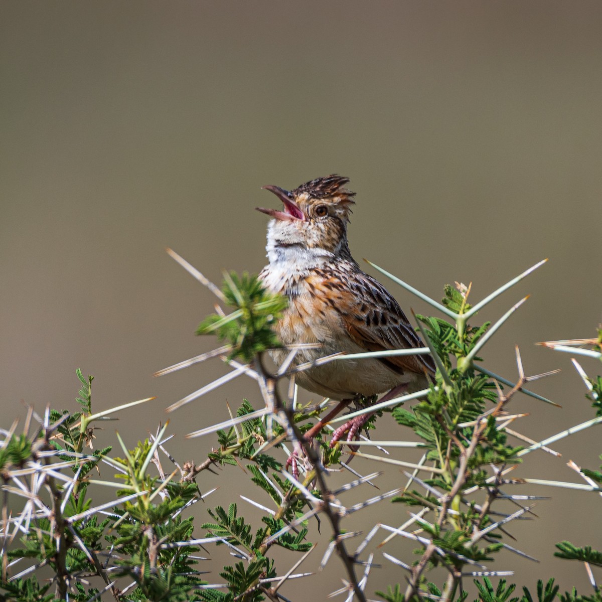 Rufous-naped Lark - ML628776484