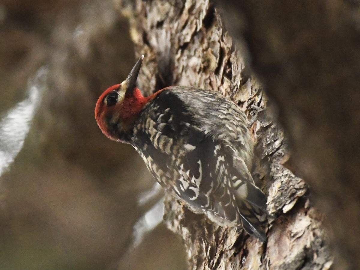 Red-breasted Sapsucker (daggetti) - ML628776488