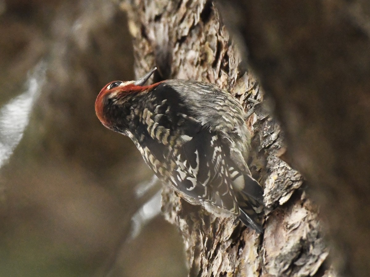 Red-breasted Sapsucker (daggetti) - ML628776489