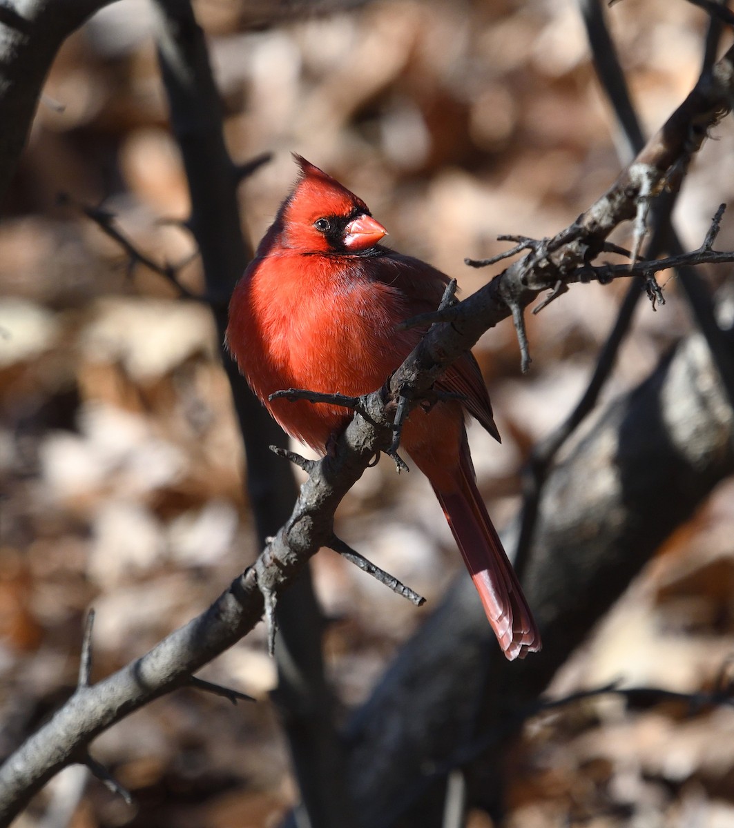 Northern Cardinal - ML628776515