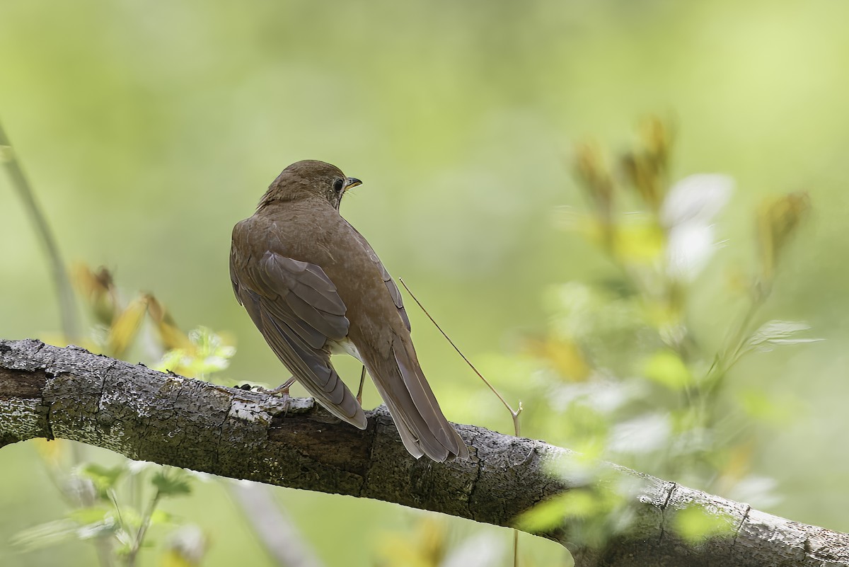 Veery - ML628777360