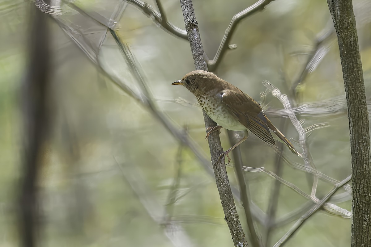 Veery - ML628777361