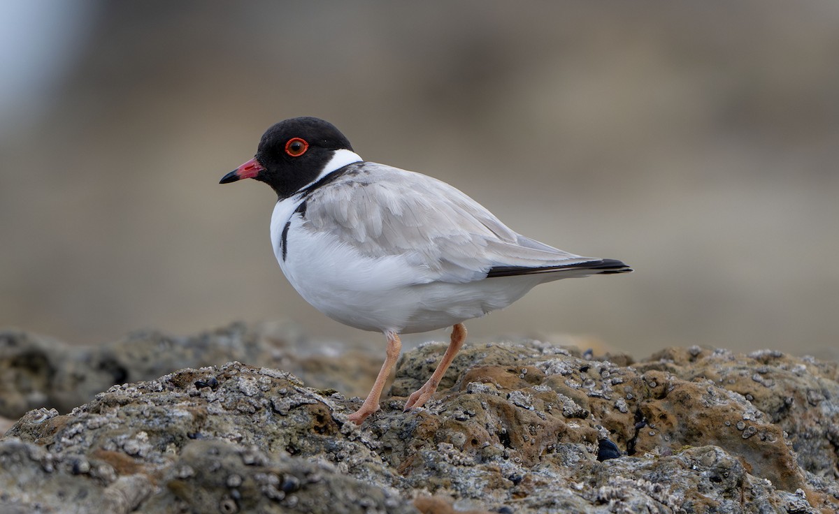 Hooded Plover - ML628777467